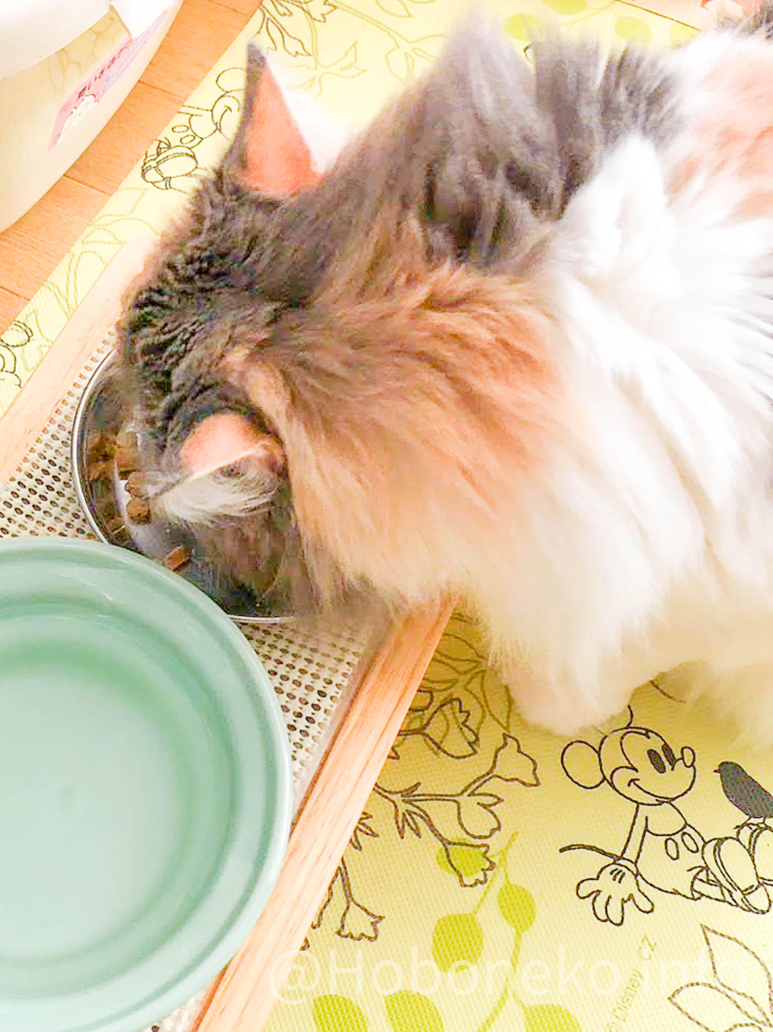 細かいジャーキーを食べる猫
