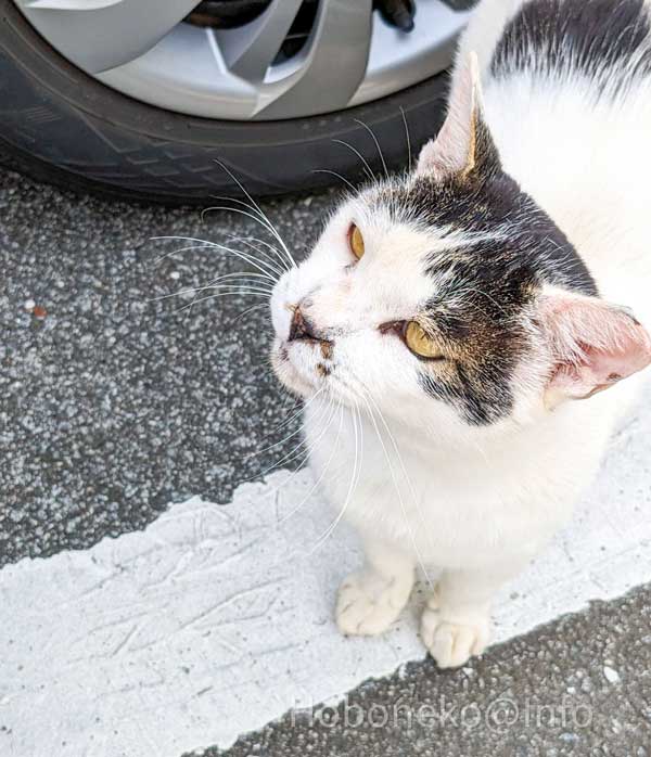 矢木羽湖公園｜車の下から、こんにちは