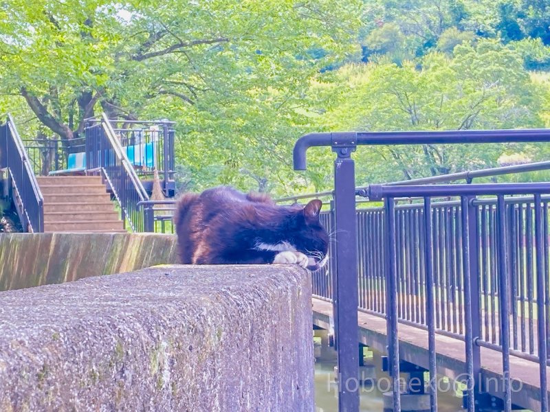 矢木羽湖公園｜にゃんこの方から、ごあいさつしてくれる