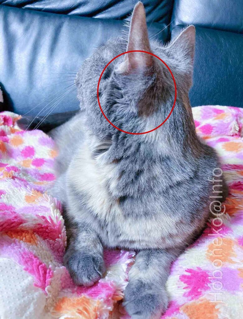 猫の耳のうしろのほわ毛