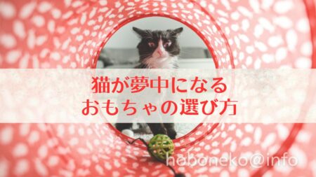猫が夢中になるおもちゃの選び方top