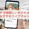 おすすめ猫のライブチャンネル
