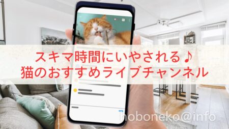 おすすめ猫のライブチャンネル